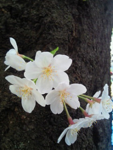 $家事研究家 ゆっきーの人生まるごと愛してる ブログ　by高橋ゆき-桜